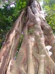 Ствол тропического дерева.Индонезия (Large).JPG