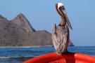 Пеликан на лодке. Карибское море.Венесуэла (Large).JPG