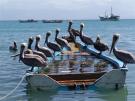 Пеликаны ожидающие улов.Венесуэла (Large).JPG