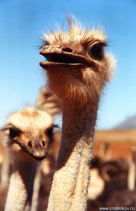 The republic of South Africa. Ostrich