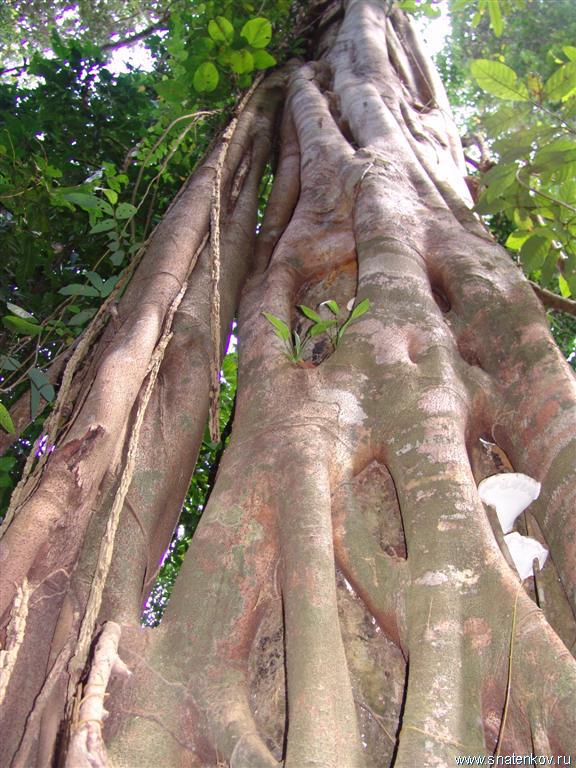 Ствол тропического дерева.Индонезия (Large).JPG