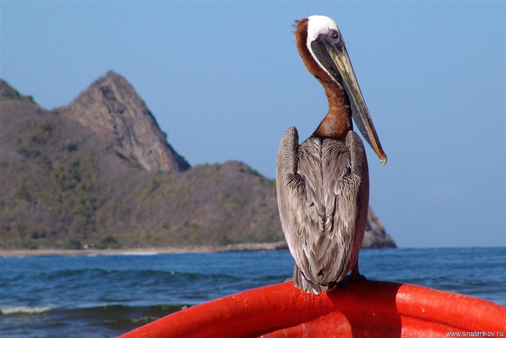 Пеликан на лодке. Карибское море.Венесуэла (Large).JPG