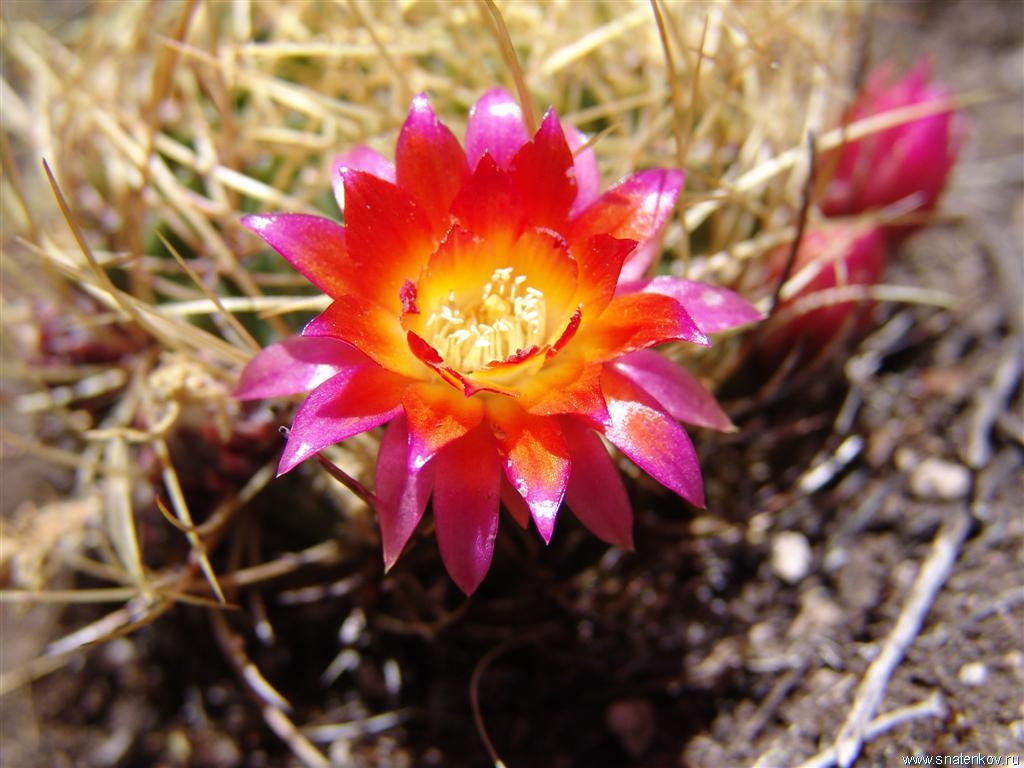Цветок стелящегося кактуса.Боливия (Large).JPG