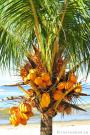 _DSC6484 Пальма с кокосами. Филиппины.jpg
