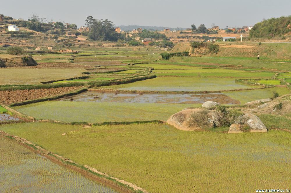DSC_1820 Рисовые поля. Окрестности Манжакандрианы