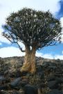 Алоэвое дерево в Саване.Намибия (Large).JPG