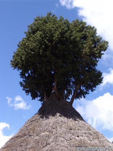 DSC04670 (Large).JPG Дерево растущиее из Тукуля