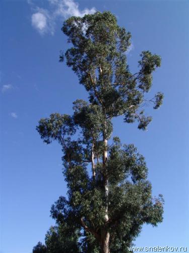 DSC04810 (Large).JPG Эвкалиптовое дерево