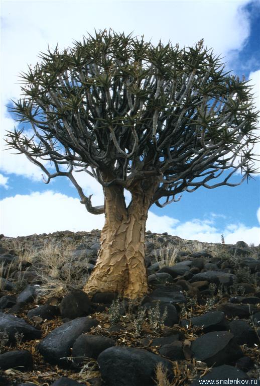 Алоэвое дерево в Саване.Намибия (Large).JPG